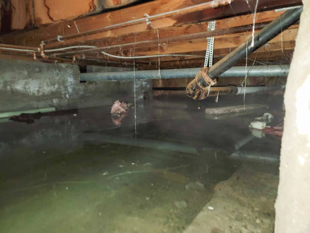 Best Basement water damage restoration  in St Peter, WI