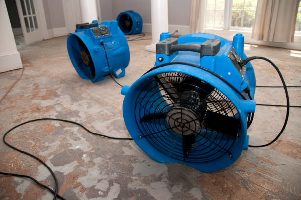 Best Mold removal after water damage  in St Peter, WI